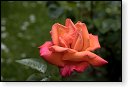 rode rozen roos rosa flora natuur bloem bloemen cultivars cultivar fleurop rosaceae tuin rozentuin valentijn valentijsdag romantiek liefde merci